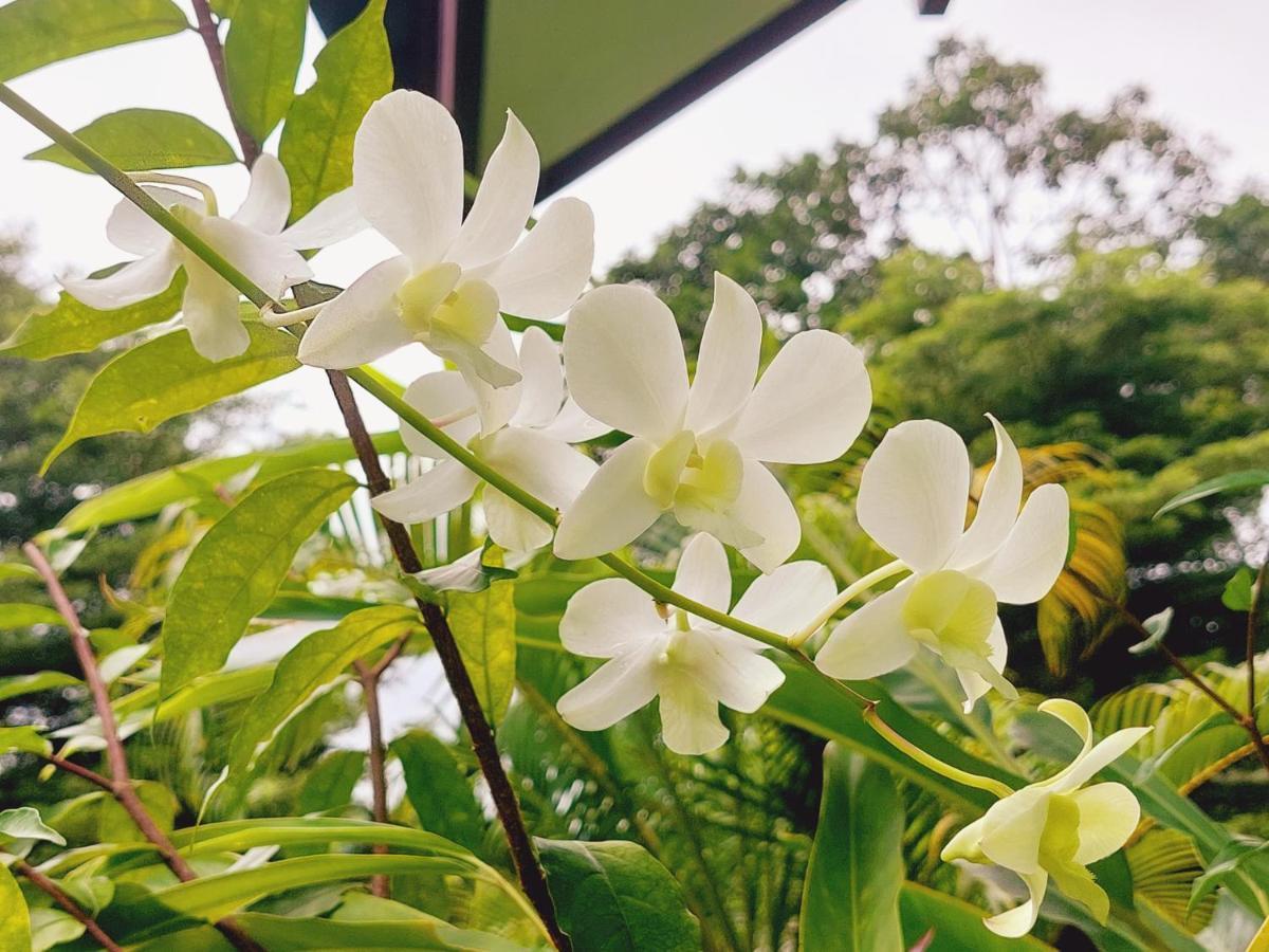 Papaya Cottage チャン島 エクステリア 写真